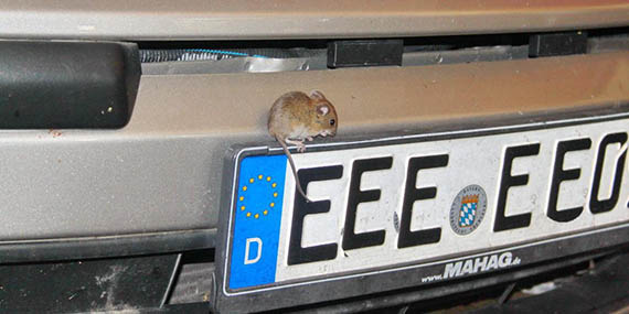 Maus sitzt auf einem Kennzeichen
